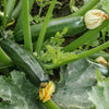 organic green zucchini | little sun seeds
