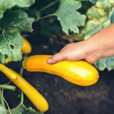 organic yellow zucchini | little sun seeds