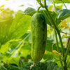 organic cucumber | little sun seeds