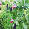 purple snow peas | little sun seeds