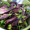 purple snow peas | little sun seeds