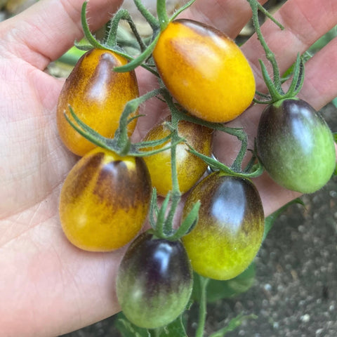 yellow-indigo cherry tomato | little sun seeds