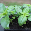 organic basil | little sun seeds