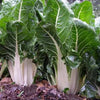 organic silverbeet | little sun seeds