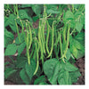 dwarf beans | little sun seeds