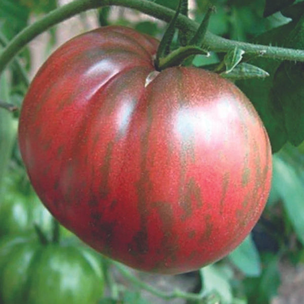 berkeley tomato | little sun seeds