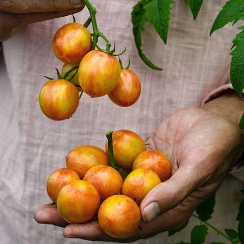 bumblebee sunrise tomato | little sun seeds