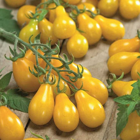 organic yellow cherry tomato | little sun seeds