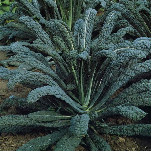 cavolo nero | little sun seeds