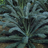 cavolo nero | little sun seeds
