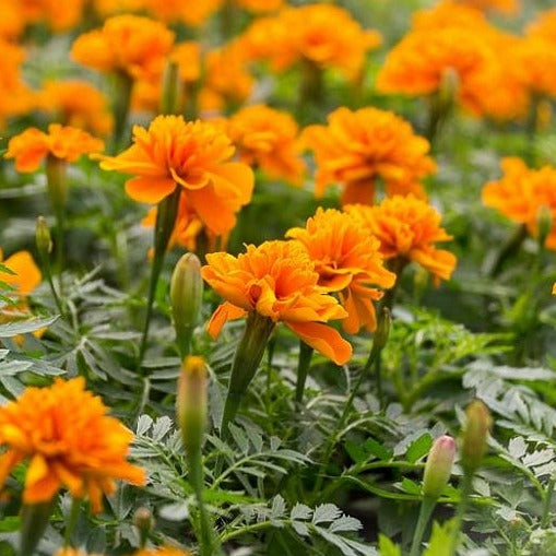 french marigolds | little sun seeds