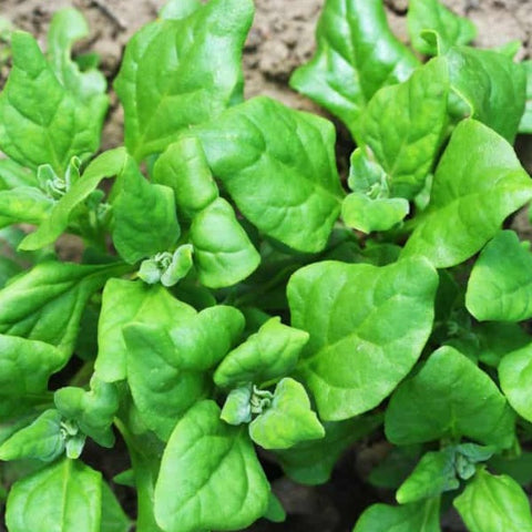 nz spinach | little sun seeds