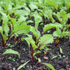 heritage beetroot | little sun seeds