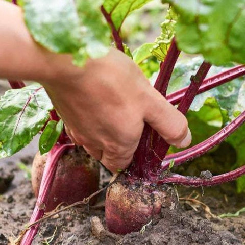 organic beetroot | little sun seeds