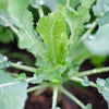 organic cauliflower | little sun seeds