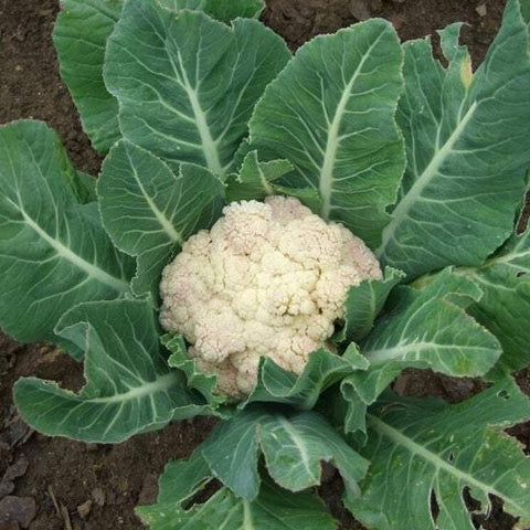 organic cauliflower | little sun seeds