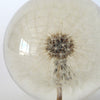 paperweight | dandelion | large