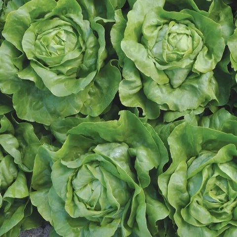 organic lettuce | little sun seeds