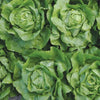 organic lettuce | little sun seeds