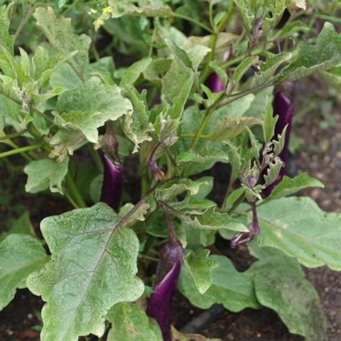organic eggplant | little sun seeds