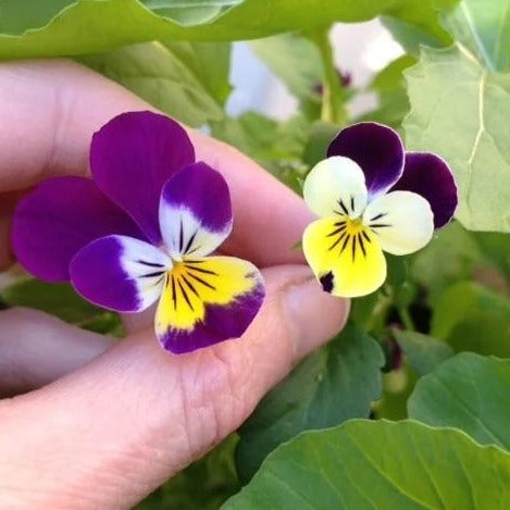 pansies | little sun seeds