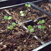 pansies | little sun seeds