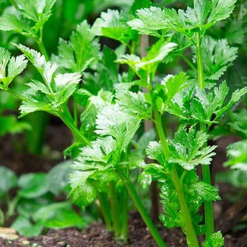 organic celery | little sun seeds
