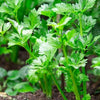 organic celery | little sun seeds