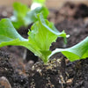 organic lettuce | little sun seeds