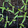 organic blueberry indigo cherry tomatoes | little sun seeds
