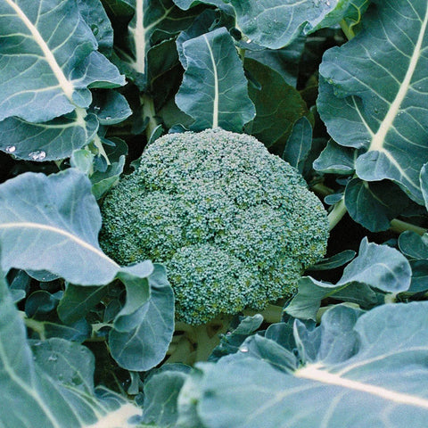 organic broccoli | little sun seeds