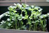 organic celery | little sun seeds