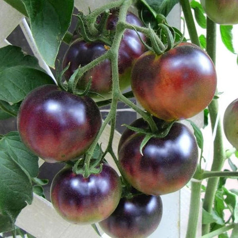 organic blueberry indigo cherry tomatoes | little sun seeds