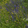 organic happy insect blend | little sun seeds