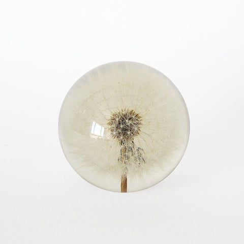 paperweight | dandelion | large