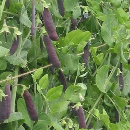 heirloom shelling pea | little sun seeds