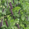 heirloom shelling pea | little sun seeds
