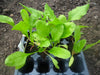 perpetual spinach | little sun seeds