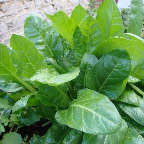 perpetual spinach | little sun seeds
