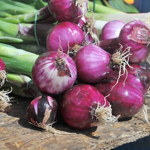 purplette onion | little sun seeds