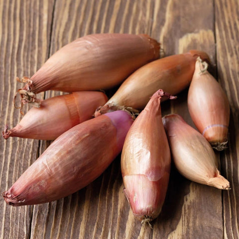 heirloom french shallot | little sun seeds