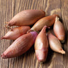heirloom french shallot | little sun seeds