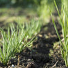 heirloom french shallot | little sun seeds