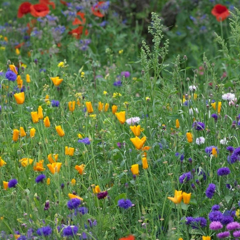 summer wildflowers | little sun seeds