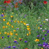 summer wildflowers | little sun seeds