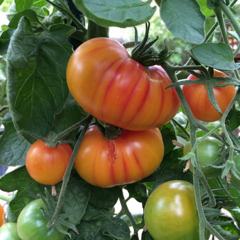 organic heirloom tomato | little sun seeds